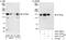 Ataxin 2 Like antibody, A301-369A, Bethyl Labs, Immunoprecipitation image 