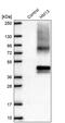 Histocompatibility Minor 13 antibody, PA5-60919, Invitrogen Antibodies, Western Blot image 