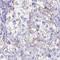 Shisa Family Member 8 antibody, HPA059173, Atlas Antibodies, Immunohistochemistry paraffin image 