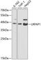 LDL Receptor Related Protein Associated Protein 1 antibody, 18-902, ProSci, Western Blot image 