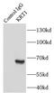 Keratin 1 antibody, FNab02211, FineTest, Immunoprecipitation image 