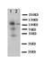 CD68 Molecule antibody, OABB00472, Aviva Systems Biology, Western Blot image 