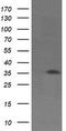 CD1c Molecule antibody, CF505400, Origene, Western Blot image 