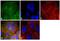PDE6B antibody, GTX25663, GeneTex, Immunofluorescence image 