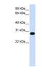 DNA replication complex GINS protein PSF2 antibody, NBP1-58209, Novus Biologicals, Western Blot image 