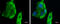 C-X-C Motif Chemokine Ligand 13 antibody, GTX108471, GeneTex, Immunofluorescence image 