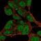 PR/SET Domain 16 antibody, HPA060467, Atlas Antibodies, Immunofluorescence image 