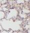 Microtubule Associated Monooxygenase, Calponin And LIM Domain Containing 1 antibody, FNab05177, FineTest, Immunohistochemistry paraffin image 