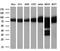 Heat Shock Protein 90 Alpha Family Class A Member 1 antibody, GTX84343, GeneTex, Western Blot image 