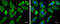 Eukaryotic translation initiation factor 4 gamma 3 antibody, GTX118109, GeneTex, Immunofluorescence image 