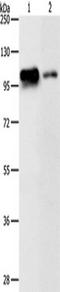 Lysine Demethylase 1A antibody, TA350885, Origene, Western Blot image 