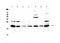 C-C Motif Chemokine Ligand 19 antibody, PA5-78936, Invitrogen Antibodies, Western Blot image 