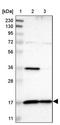 Mitochondrial import inner membrane translocase subunit Tim17-A antibody, PA5-52690, Invitrogen Antibodies, Western Blot image 