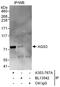 G Protein Signaling Modulator 1 antibody, A303-767A, Bethyl Labs, Immunoprecipitation image 
