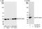 Eukaryotic translation initiation factor 2 subunit 1 antibody, A300-721A, Bethyl Labs, Western Blot image 