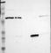 TAPP2 antibody, NBP1-90655, Novus Biologicals, Western Blot image 