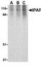 NLR Family CARD Domain Containing 4 antibody, TA306119, Origene, Western Blot image 