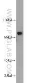 DnaJ homolog subfamily C member 10 antibody, 13101-1-AP, Proteintech Group, Western Blot image 