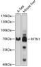 Raftlin antibody, 13-644, ProSci, Western Blot image 