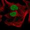 POU Class 3 Homeobox 1 antibody, NBP2-58020, Novus Biologicals, Immunofluorescence image 