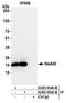 N(Alpha)-Acetyltransferase 50, NatE Catalytic Subunit antibody, A305-595A-M, Bethyl Labs, Immunoprecipitation image 