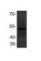 Peroxisome Proliferator Activated Receptor Alpha antibody, NBP2-01211, Novus Biologicals, Western Blot image 