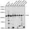 Kinase suppressor of Ras 1 antibody, A15118, ABclonal Technology, Western Blot image 