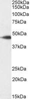 Stromal Cell Derived Factor 4 antibody, TA355096, Origene, Western Blot image 