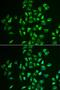 Ligand Of Numb-Protein X 1 antibody, LS-B15621, Lifespan Biosciences, Immunofluorescence image 
