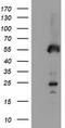 Schwannomin-interacting protein 1 antibody, TA504430, Origene, Western Blot image 