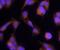 Ring Finger Protein 31 antibody, AF8039, R&D Systems, Immunocytochemistry image 