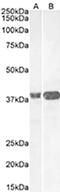 Melanocortin receptor 4 antibody, CL8836AP, Cedarlane Labs, Western Blot image 