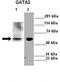 GATA Binding Protein 2 antibody, TA329422, Origene, Western Blot image 