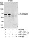 DNA Polymerase Delta 3, Accessory Subunit antibody, A301-243A, Bethyl Labs, Immunoprecipitation image 