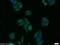 SEC12 antibody, 10146-2-AP, Proteintech Group, Immunofluorescence image 