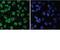 SRY-Box 17 antibody, IC19241G, R&D Systems, Immunofluorescence image 