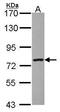 Zinc finger BED domain-containing protein 1 antibody, PA5-27525, Invitrogen Antibodies, Western Blot image 