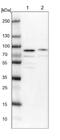 KIAA1324 Like antibody, NBP1-94056, Novus Biologicals, Western Blot image 