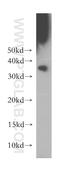 Cyclin Dependent Kinase 1 antibody, 10762-1-AP, Proteintech Group, Western Blot image 