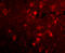 SLIT And NTRK Like Family Member 2 antibody, A11967, Boster Biological Technology, Immunofluorescence image 