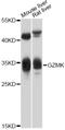 Granzyme K antibody, abx125923, Abbexa, Western Blot image 