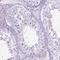 ADP Ribosylation Factor Like GTPase 9 antibody, NBP2-49679, Novus Biologicals, Immunohistochemistry frozen image 
