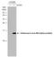 Influenza virus antibody, GTX125951, GeneTex, Western Blot image 