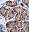 Hepatic triacylglycerol lipase antibody, GTX50912, GeneTex, Immunohistochemistry paraffin image 