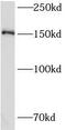 Protein KIAA1199 antibody, FNab04541, FineTest, Western Blot image 