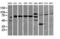 DEF6 Guanine Nucleotide Exchange Factor antibody, M06058, Boster Biological Technology, Western Blot image 