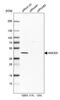 5-Hydroxymethylcytosine Binding, ES Cell Specific antibody, PA5-60876, Invitrogen Antibodies, Western Blot image 
