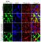 Ribosomal Protein S6 antibody, 701845, Invitrogen Antibodies, Immunofluorescence image 