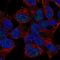 NK2 Homeobox 4 antibody, HPA074996, Atlas Antibodies, Immunofluorescence image 