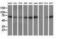 Peptidylprolyl Isomerase Domain And WD Repeat Containing 1 antibody, M11798-2, Boster Biological Technology, Western Blot image 